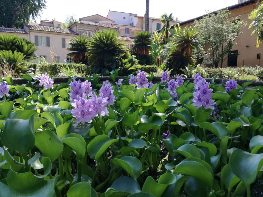 Botanical Garden of Pisa